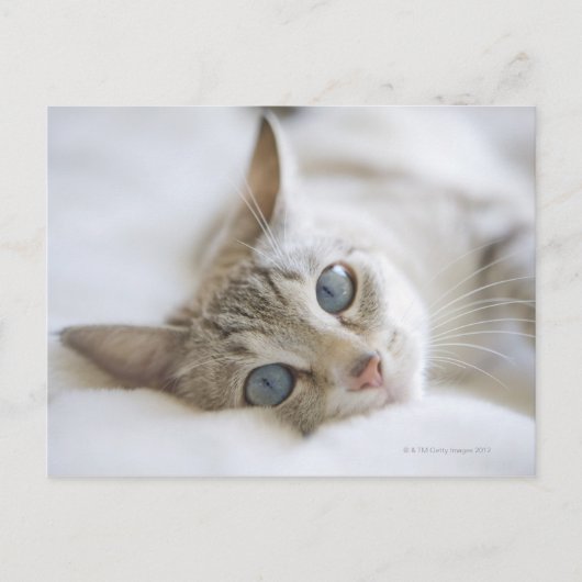 witte kat met blauwe ogen op de bank briefkaart (Voorkant)
