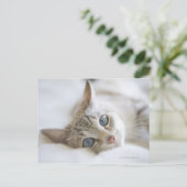 witte kat met blauwe ogen op de bank briefkaart (Staand voorkant)