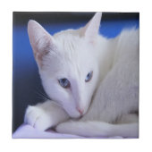 Witte kat met blauwe ogen tegeltje (Voorkant)