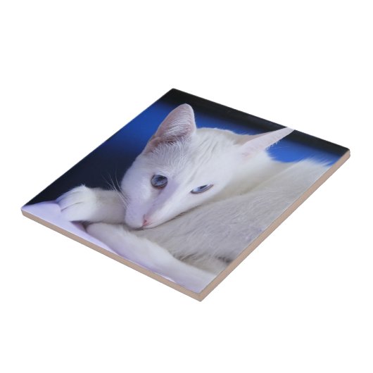 Witte kat met blauwe ogen tegeltje (Zijkant)