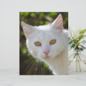 Witte kat met gele ogen ogen (Staand voorkant)