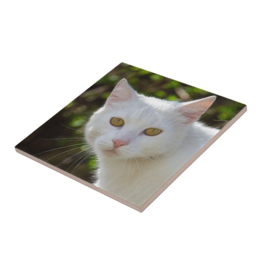 Witte kat met gele ogen ogen tegeltje (Zijkant)