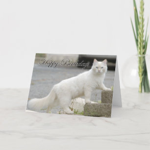 Witte kat met Gelukkige Verjaardag Kaart