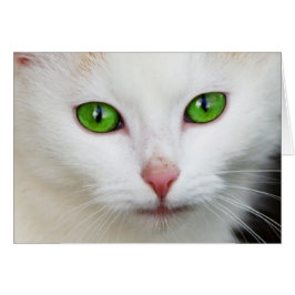 Witte kat met groene ogen