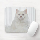 Witte kat met veren muismat (Met muis)