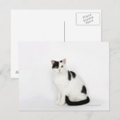 Witte kat met zwarte vlekken briefkaart (Voorkant / Achterkant)