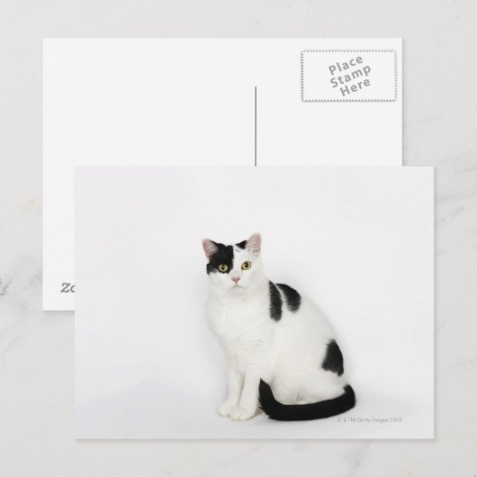 Witte kat met zwarte vlekken briefkaart (Voorkant / Achterkant)