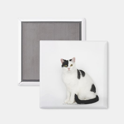 Witte kat met zwarte vlekken magneet (Voorkant / Achterkant)