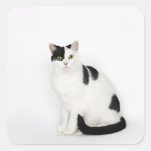 Witte kat met zwarte vlekken vierkante sticker (Voorkant)