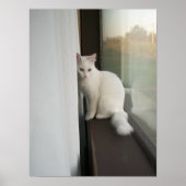 Witte kat Poster (Voorkant)