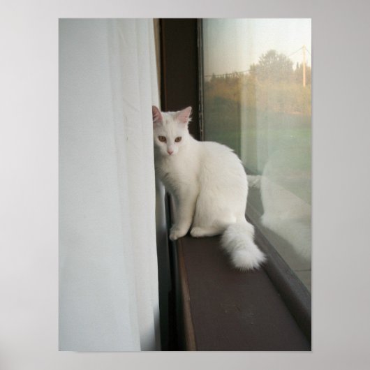 Witte kat Poster (Voorkant)