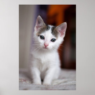 Witte Kat Poster