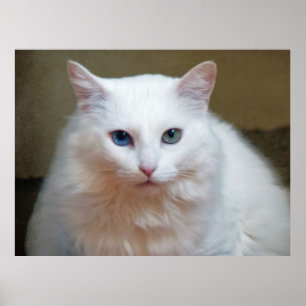 Witte kat poster