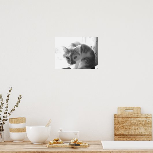  witte kat poster (Keuken)