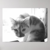  witte kat poster (Voorkant)