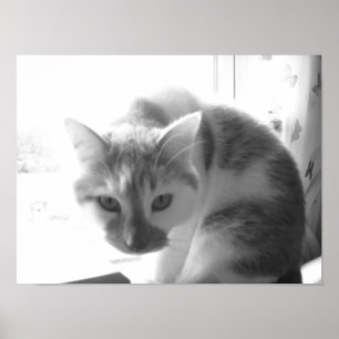 witte kat poster