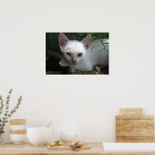 Witte kat poster (Keuken)