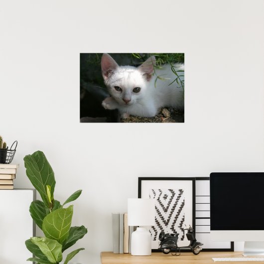 Witte kat poster (Thuiskantoor)