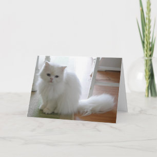 Witte kat: Purfect Verjaardag Kaart