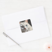 Witte kat vierkante sticker (Envelop)