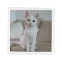 Witte kat | Zazzle_Growshop.