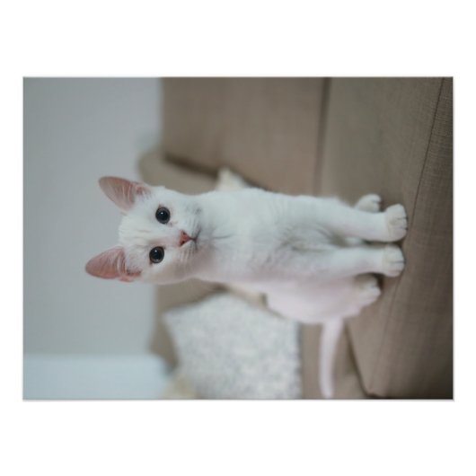 Witte kat | Zazzle_Growshop. Foto Afdruk (Voorkant)