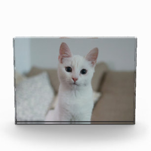 Witte kat Zazzle_Growshop. Fotoblokken