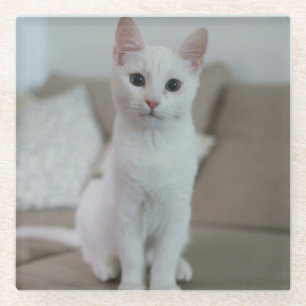 Witte kat Zazzle_Growshop. Glazen Onderzetter