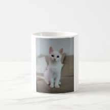 Witte kat | Zazzle_Growshop.