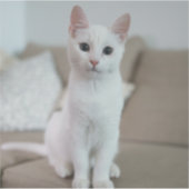 Witte kat | Zazzle_Growshop. Sticker (Voorkant)