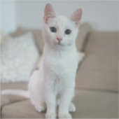 Witte kat | Zazzle_Growshop. Sticker (Voorkant)