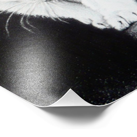 Witte katjes Teken Foto Afdruk (Hoek)