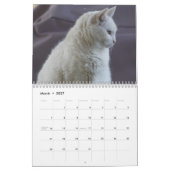 Witte katten 2021 kalender (Mar 2027)