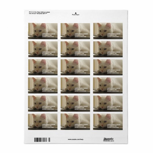 Witte Katten Adresetiketten Etiket (Full Sheet)