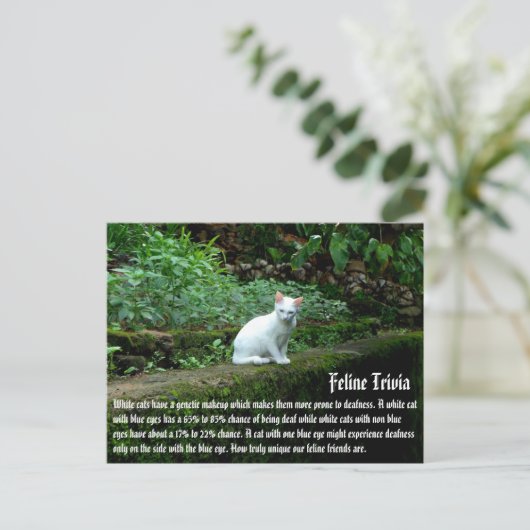 Witte katten briefkaart (Staand voorkant)