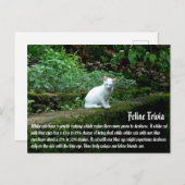 Witte katten briefkaart (Voorkant / Achterkant)