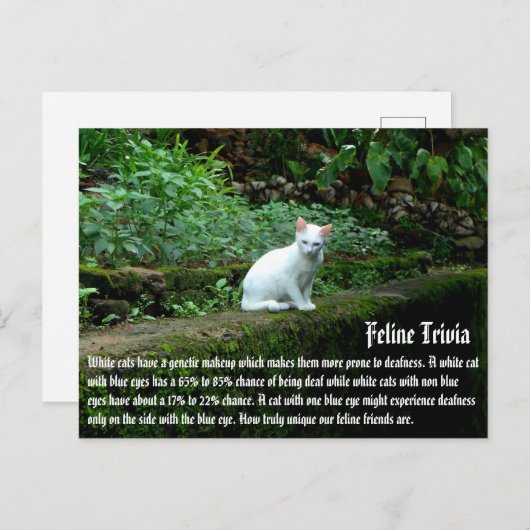 Witte katten briefkaart (Voorkant / Achterkant)