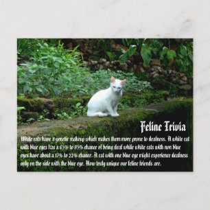 Witte katten briefkaart