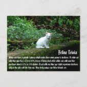 Witte katten briefkaart (Voorkant)