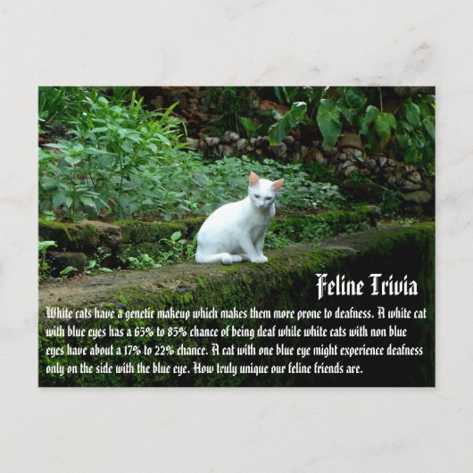 Witte katten briefkaart (Voorkant)
