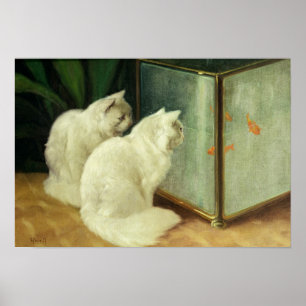 Witte katten die Goldfish bekijken Poster