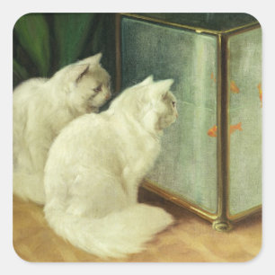 Witte katten die Goldfish bekijken Vierkante Sticker