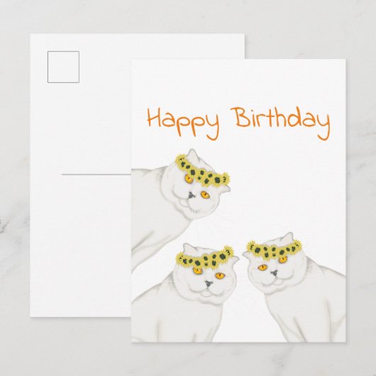 Witte katten Happy Birthday Briefkaart (Voorkant / Achterkant)