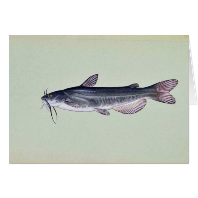 Witte katvis (Voorkant Horizontaal)