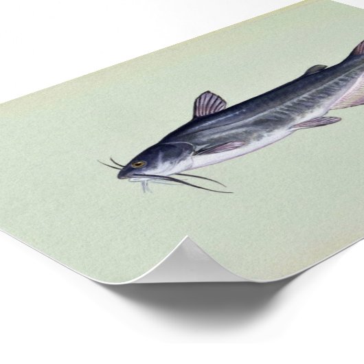 Witte katvis poster (Hoek)