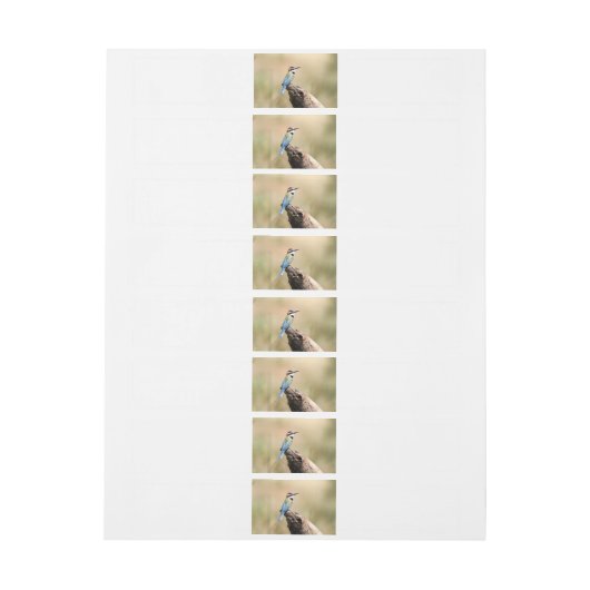 Witte keelaar (Vel)