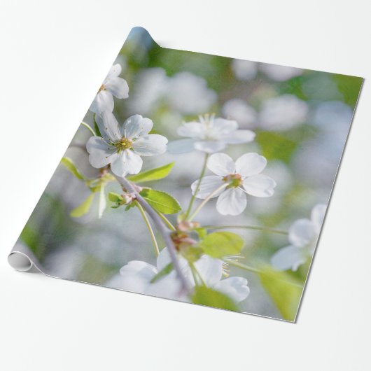Witte Kersenbloesem Cadeaupapier (Uitgerold)