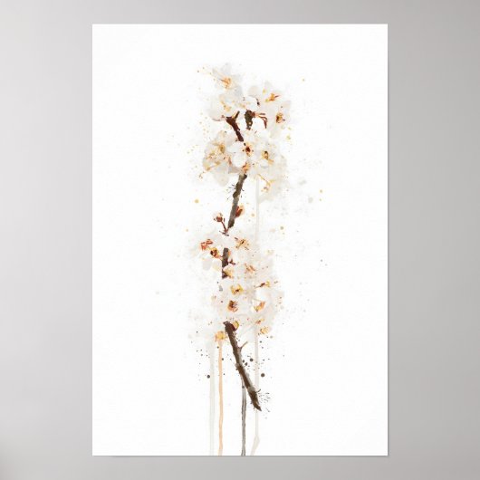 Witte Kersenbloesem Poster (Voorkant)