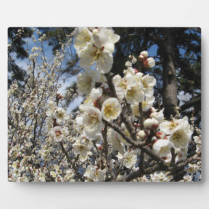 Witte Kersenbloesem / Sakura / サクラ(桜) Fotoplaat