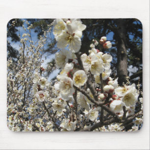 Witte Kersenbloesem / Sakura / サクラ(桜) Muismat